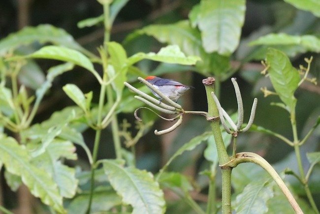 Burung Cabai Sulawesi, Si Mungil yang Menawan