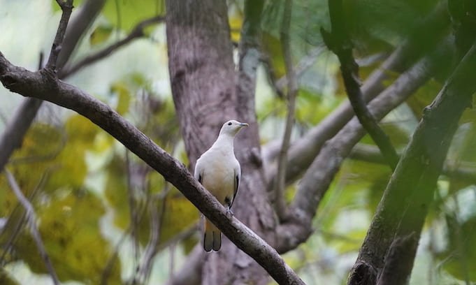 Menjumpai Pergam Putih Bersarang di Pohon Kenanga