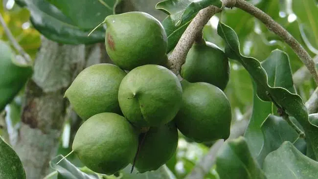 Makadamia, Penghasil Kacang Termahal yang Jadi Tanaman Pemulih Hutan