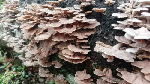 Memanen Manfaat Ginri’ (Jamur Grigit) sebagai Pangan Lokal dan Obat Alami