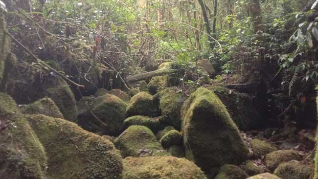 Kisah Pengalaman Pertama Bertamu ke Hutan