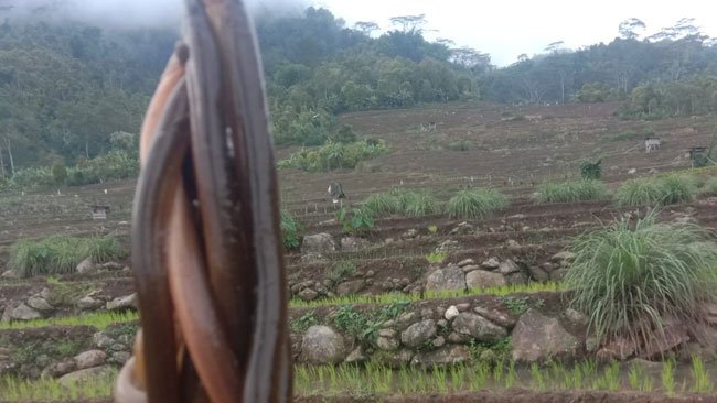 Perihal Lenrong (Belut Sawah), Manfaat, dan Inovasi Penangkapannya