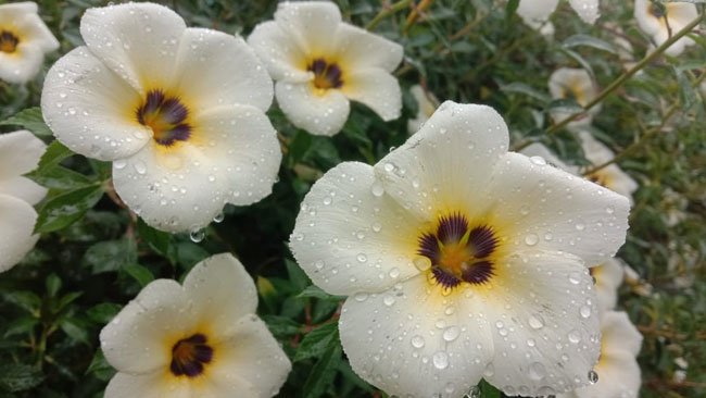 Pertemuan Sekejap dengan Bunga White Buttercup