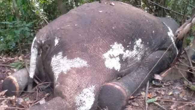 Menanti Hasil Autopsi Gajah Sumatera yang Mati di Mukomuko, Bengkulu