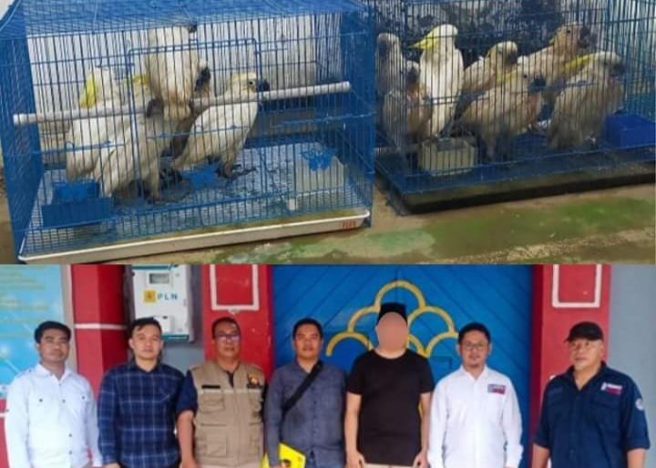 Kasus Perdagangan Ilegal Satwa Ilegal di Baubau Siap Disidangkan