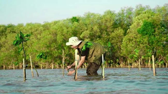 Penyulaman 10.000 Bibit Mangrove, Cara KALLA Berkontribusi Atasi Perubahan Iklim