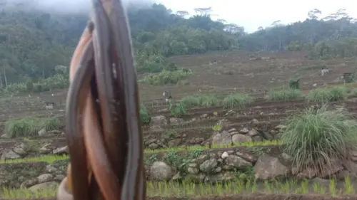 Perihal Lenrong (Belut Sawah), Manfaat, dan Inovasi Penangkapannya