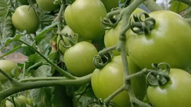 Petani Milenial Kindang, Jawab Tantangan Musim Paceklik dengan Tomat