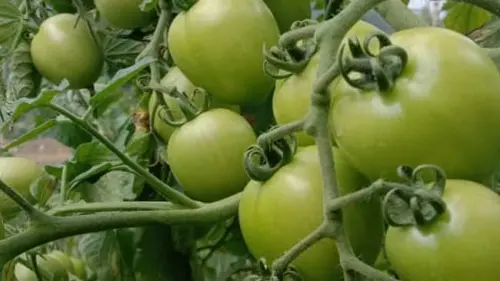 Petani Milenial Kindang, Jawab Tantangan Musim Paceklik dengan Tomat