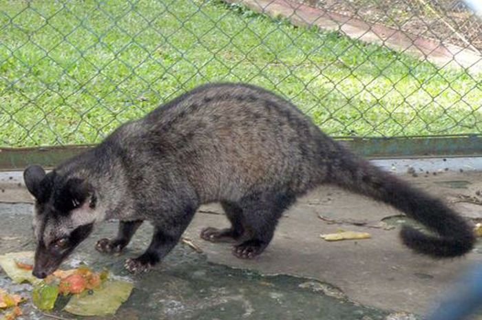 Menilik Perbedaan Paling Mendasar antara Musang dan Luwak