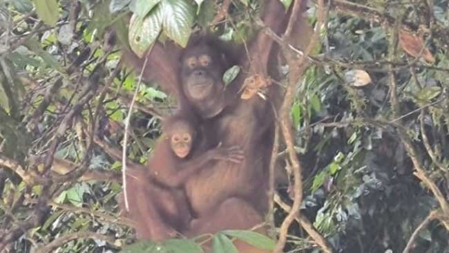 Lagi, Kabar Baik Datang dari Dunia Konservasi Orangutan Indonesia
