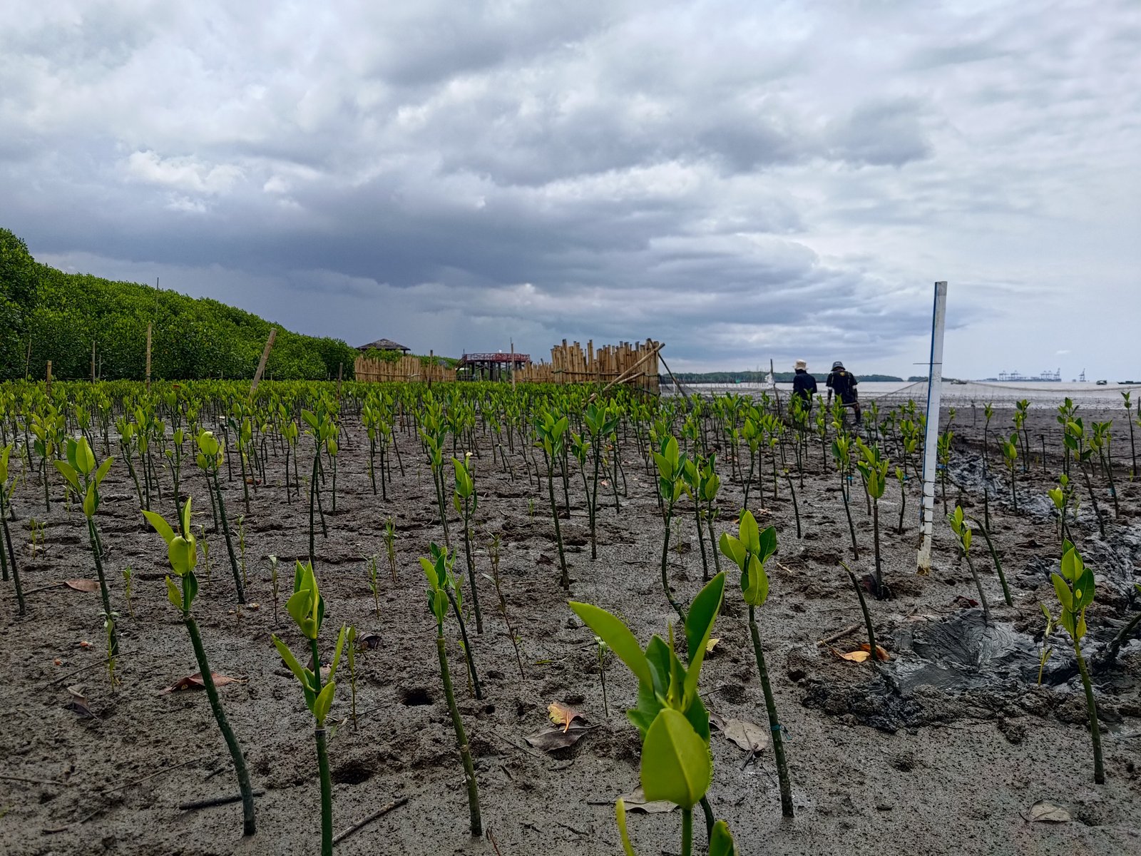 Belajar dari Keberhasilan dan Kegagalan Rehabilitasi Mangrove di Lantebung