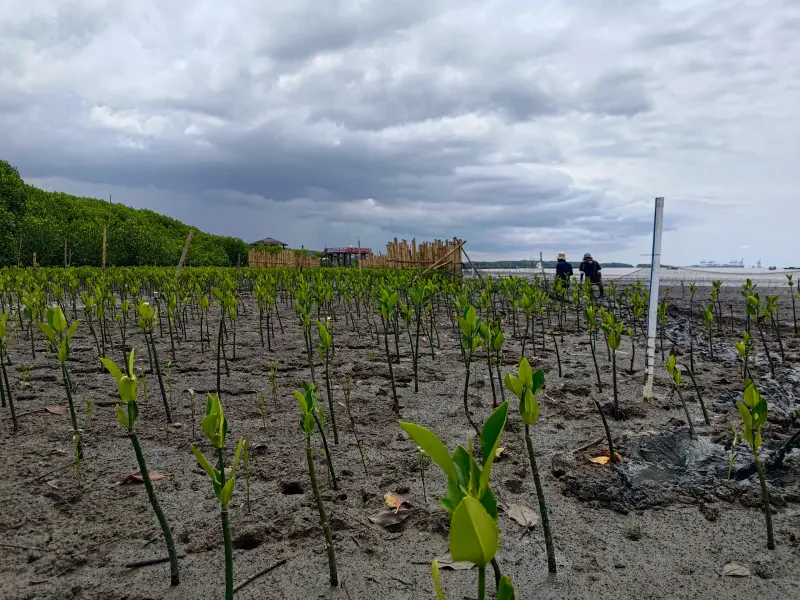 Belajar dari Keberhasilan dan Kegagalan Rehabilitasi Mangrove di Lantebung