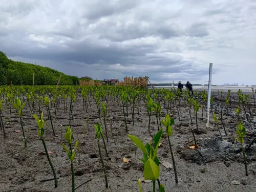 Belajar dari Keberhasilan dan Kegagalan Rehabilitasi Mangrove di Lantebung