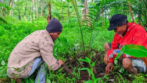 Kemenhut Dorong Aren Jadi Sumber Energi dan Pangan, Begini Harapan Pegiat Aren Bulukumba