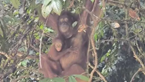 Lagi, Kabar Baik Datang dari Dunia Konservasi Orangutan Indonesia