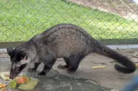 Menilik Perbedaan Paling Mendasar antara Musang dan Luwak