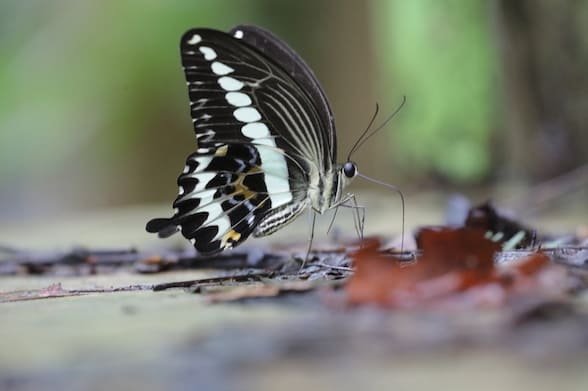 Papilio gigon, Kupu-kupu Endemik Sulawesi yang Gesit
