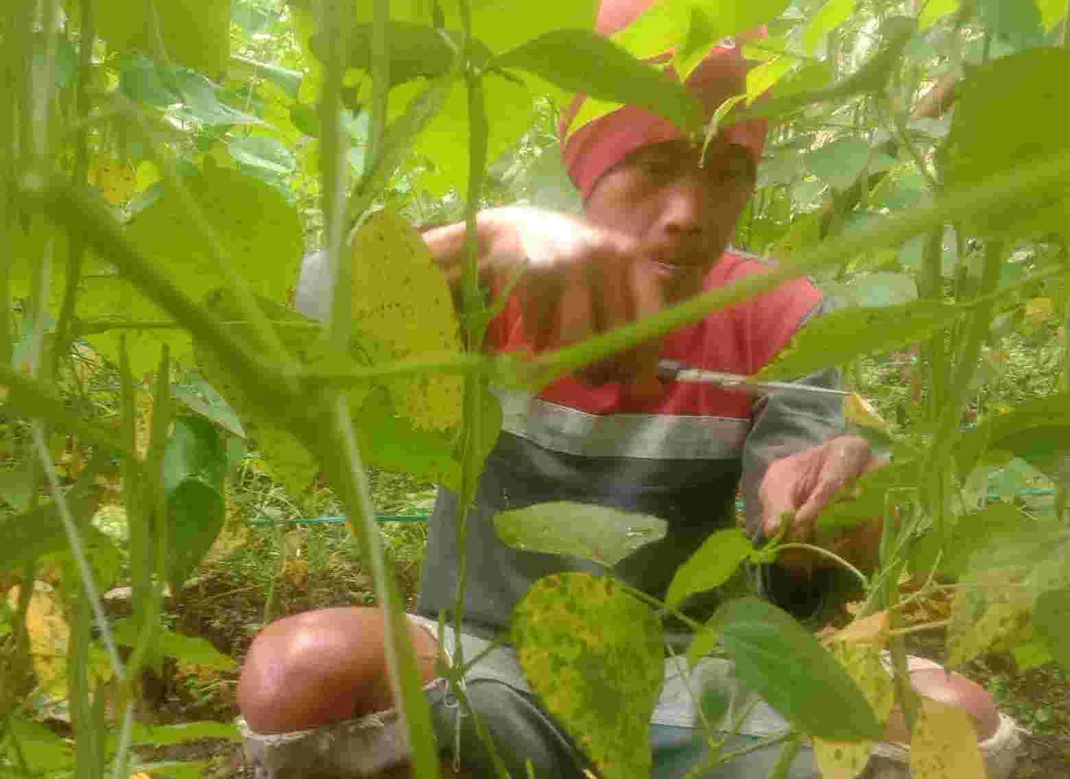 Perihal Buncis dan Pengalaman Pertama Memanennya