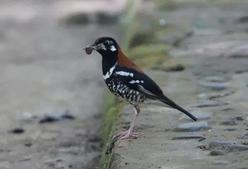 Anis Punggung-merah, Burung Endemik Penghias Lantai Hutan