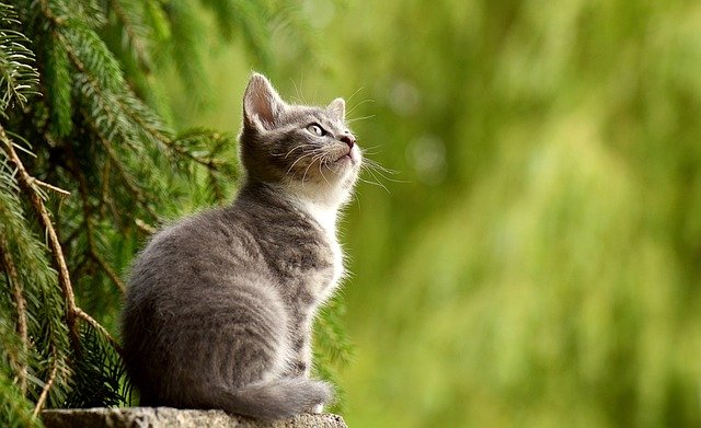 Bagaimana Memastikan Tanaman Idaman tak Dirusak Kucing Kesayangan?