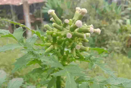 Erechtites Hieraciifolius, Tersebar Hampir di Seluruh Indonesia tapi Tanpa Nama Lokal