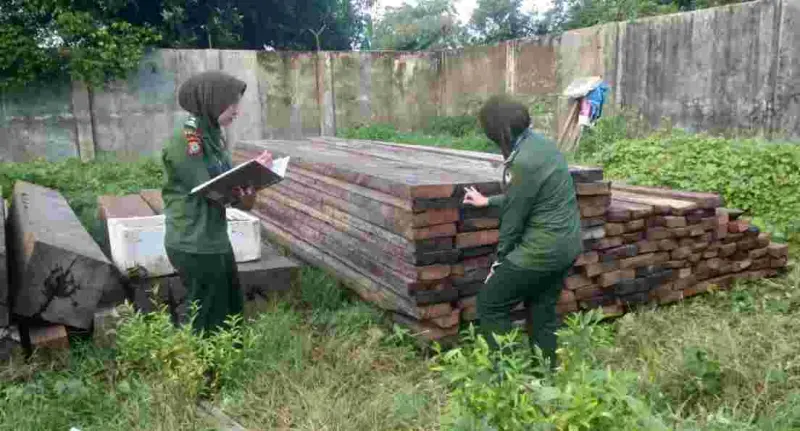 Gakkum KLHK Ciduk Cukong Kayu di Sulsel