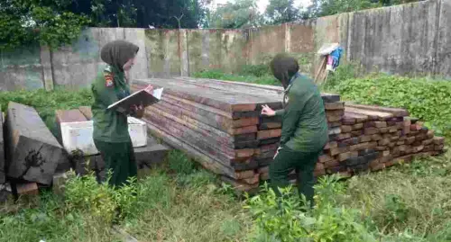 Gakkum KLHK Ciduk Cukong Kayu di Sulsel