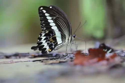 Papilio gigon, Kupu-kupu Endemik Sulawesi yang Gesit