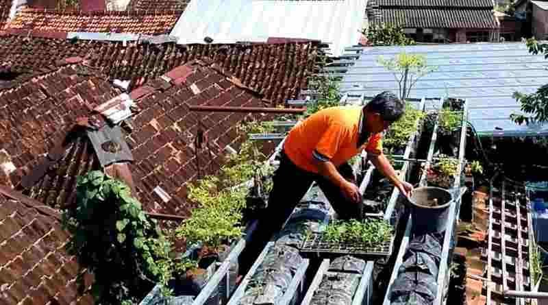 Menanam Sayur di Atap Rumah, Solusi Jitu Hadirkan Pangan Segar dan Hijaukan Kota