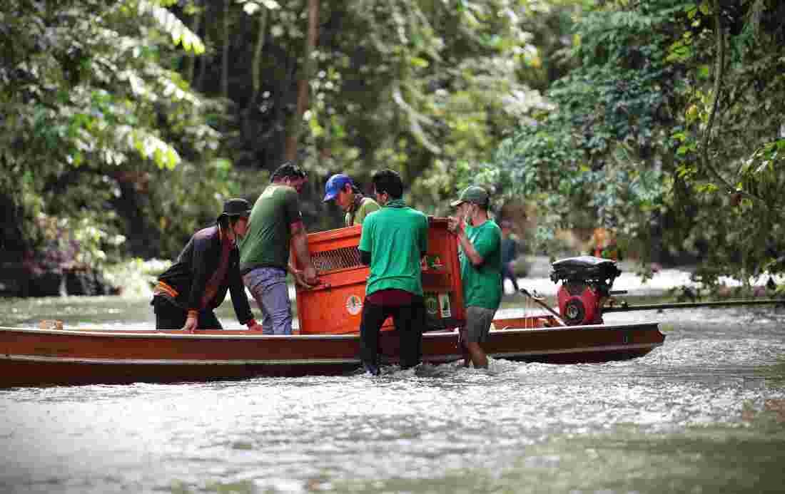 Empat Orangutan Kalimantan Kembali Merasakan Nikmatnya Berada di Alam Liar