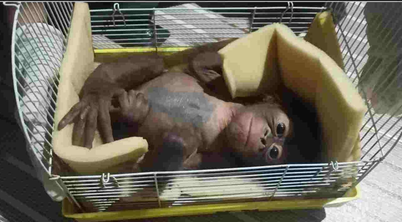 Patut Dicontoh, Masyarakat Serahkan Bayi Orangutan tanpa Induk ke BKSDA