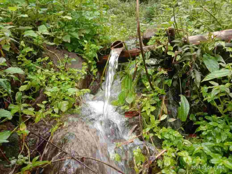 Erembua', Muncul Sekali Setahun dan Jadi Penanda Musim