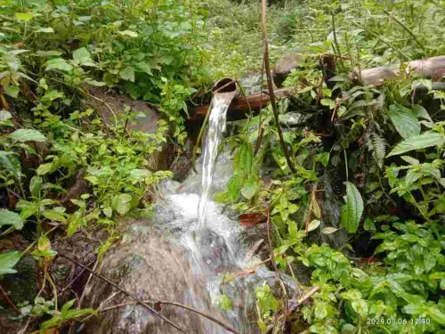 Erembua', Muncul Sekali Setahun dan Jadi Penanda Musim