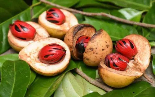 Menelusuri Sejarah dan Keistimewaan Pala, Tanaman Kebanggaan Indonesia