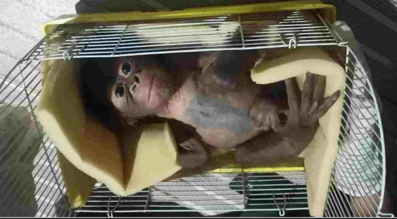 Patut Dicontoh, Masyarakat Serahkan Bayi Orangutan tanpa Induk ke BKSDA