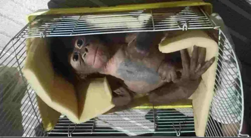 Patut Dicontoh, Masyarakat Serahkan Bayi Orangutan tanpa Induk ke BKSDA
