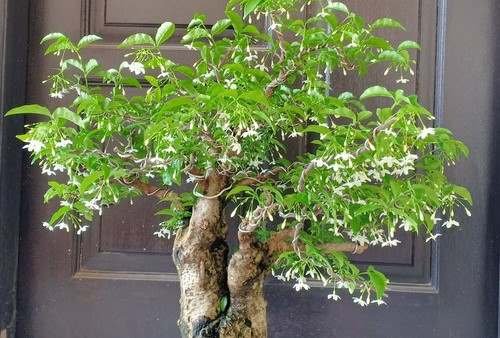 Jadi Primadona Tanaman Bonsai, Ini 7 Manfaat Anting Putri yang Tak Terduga