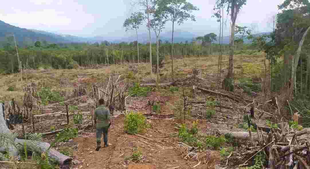 Dilema Biofuel, Ambisi B50 di Tengah Bayang-bayang Deforestasi