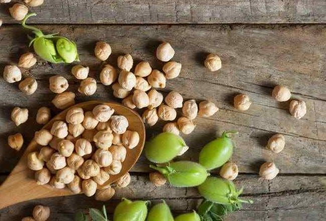 Lebih Dekat dengan Kacang Arab, Pangan Masa Depan dan Berkelanjutan