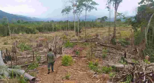 Dilema Biofuel, Ambisi B50 di Tengah Bayang-bayang Deforestasi
