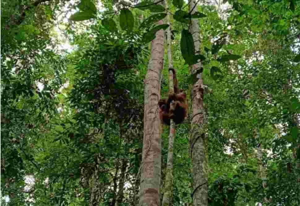 Tujuh Individu Orangutan Kembali Menghirup Udara Merdeka