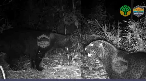 3 Ekor Macan Tutul Jawa Terpantau di Taman Nasional Gunung Ciremai
