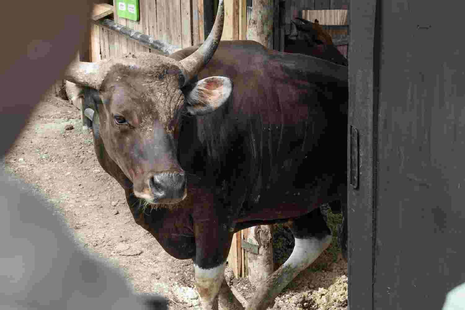 Pernah Dianggap Punah, Banteng Jawa Kembali “Lahir” di CA Pananjung Pangandaran