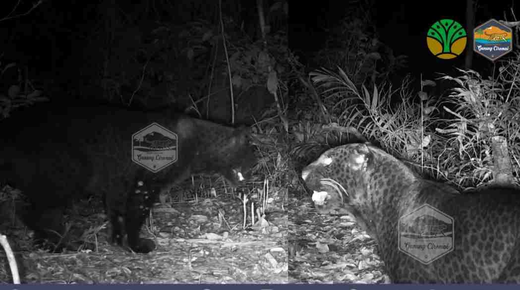 Melacak Jejak Macan Tutul Jawa  di Keheningan Belantara Bentang Alam Raung-Ijen