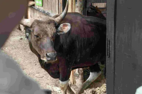 Pernah Dianggap Punah, Banteng Jawa Kembali “Lahir” di CA Pananjung Pangandaran