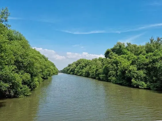 Urgensi Ekosistem Mangrove dalam Mitigasi Perubahan Iklim