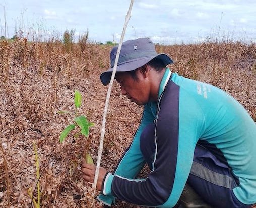 Mengenal Restorasi Lahan Gambut melalui Agroforestri