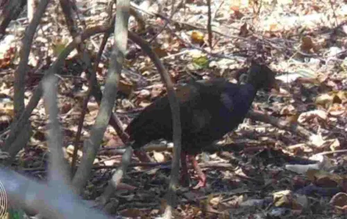 Berkenalan dengan Burung Gosong Kaki Merah yang Tak Bisa Mengerami Telurnya Sendiri