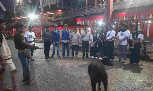 Kisah Polisi Kehutanan yang Menyelamatkan Seekor Anoa dari Kematian